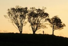 apex lane opportunity surge