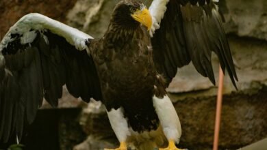 neural apex stellar grid