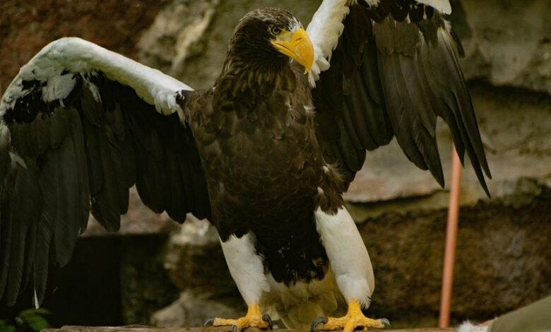 neural apex stellar grid